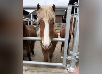Islandpferd, Stute, 3 Jahre, Fuchs