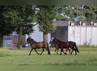 Islandpferd, Stute, 3 Jahre