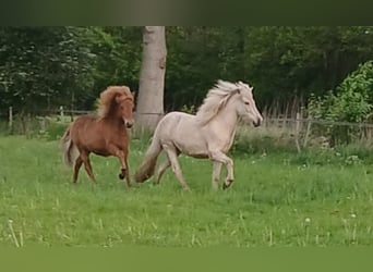 Islandpferd, Stute, 3 Jahre, Palomino