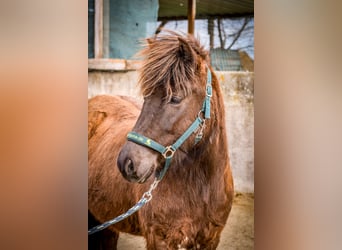 Islandpferd, Stute, 3 Jahre, Rappe