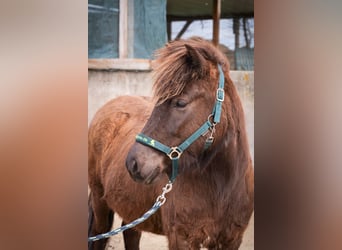 Islandpferd, Stute, 3 Jahre, Rappe