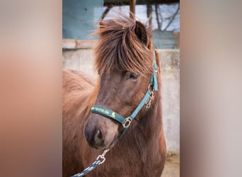 Islandpferd, Stute, 3 Jahre, Rappe