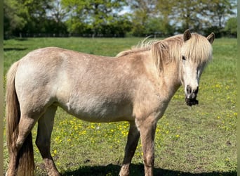 Islandpferd, Stute, 3 Jahre