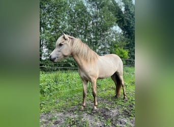 Islandpferd, Stute, 3 Jahre
