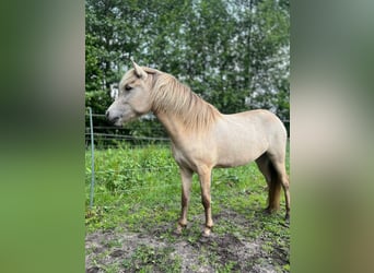 Islandpferd, Stute, 3 Jahre