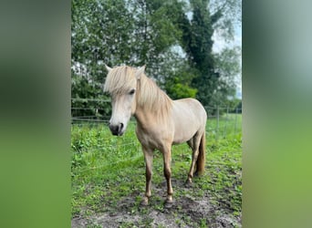 Islandpferd, Stute, 3 Jahre