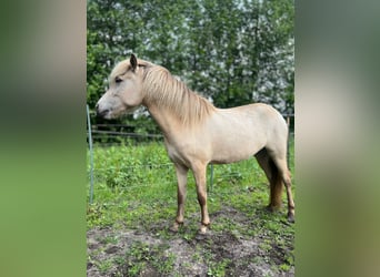 Islandpferd, Stute, 3 Jahre