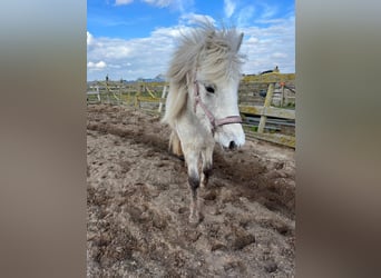 Islandpferd, Stute, 4 Jahre, 130 cm, Schimmel