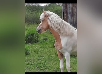 Islandpferd, Stute, 4 Jahre, 132 cm, Palomino