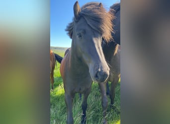 Islandpferd, Stute, 4 Jahre, 132 cm, Rappe