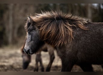Islandpferd, Stute, 4 Jahre, 132 cm, Rappschimmel