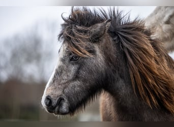 Islandpferd, Stute, 4 Jahre, 132 cm, Rappschimmel