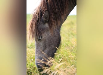Islandpferd, Stute, 4 Jahre, 132 cm, Rappschimmel