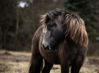 Islandpferd, Stute, 4 Jahre, 132 cm, Rappschimmel