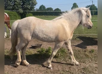 Islandpferd, Stute, 4 Jahre, 134 cm, Palomino
