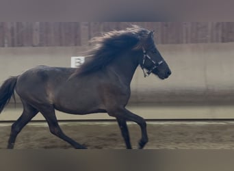 Islandpferd, Stute, 4 Jahre, 134 cm, Rappe