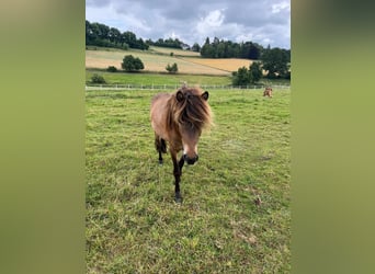 Islandpferd, Stute, 4 Jahre, 135 cm, Brauner