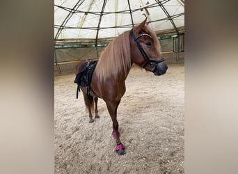 Islandpferd, Stute, 4 Jahre, 135 cm, Dunkelfuchs
