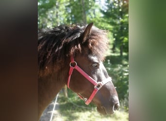 Islandpferd, Stute, 4 Jahre, 136 cm, Rappe