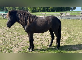 Islandpferd, Stute, 4 Jahre, 137 cm, Rappe