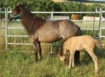 Islandpferd, Stute, 4 Jahre, 137 cm, Roan-Blue