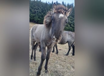 Islandpferd, Stute, 4 Jahre, 137 cm, Roan-Blue