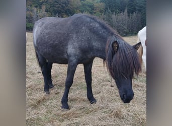 Islandpferd, Stute, 4 Jahre, 137 cm, Roan-Blue