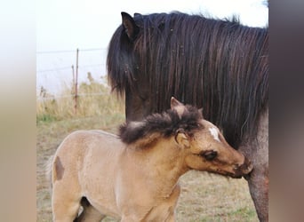 Islandpferd, Stute, 4 Jahre, 137 cm, Roan-Blue