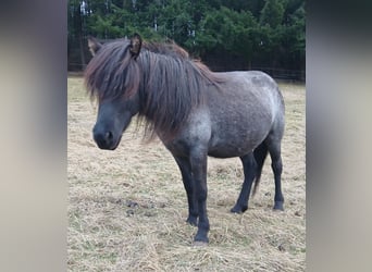 Islandpferd, Stute, 4 Jahre, 137 cm, Roan-Blue