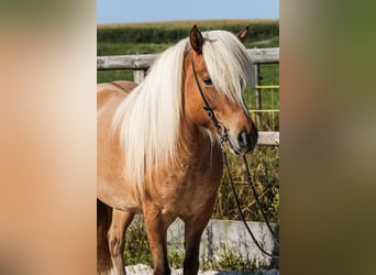 Islandpferd, Stute, 4 Jahre, 138 cm, Falbe