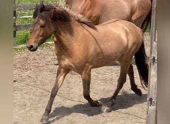 Islandpferd, Stute, 4 Jahre, 138 cm, Falbe