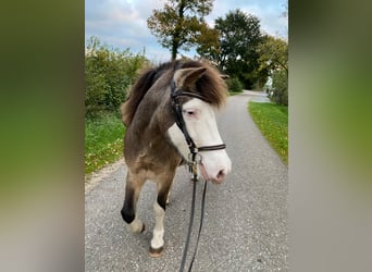 Islandpferd, Stute, 4 Jahre, 138 cm
