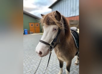 Islandpferd, Stute, 4 Jahre, 138 cm