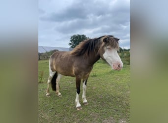 Islandpferd, Stute, 4 Jahre, 138 cm