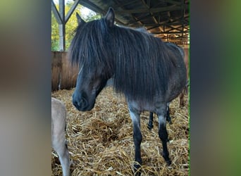 Islandpferd, Stute, 4 Jahre, 138 cm, Roan-Blue