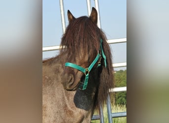 Islandpferd, Stute, 4 Jahre, 138 cm, Roan-Blue