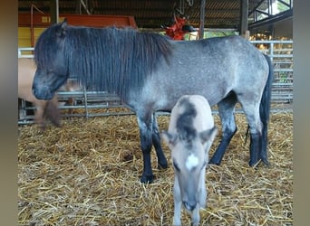 Islandpferd, Stute, 4 Jahre, 138 cm, Roan-Blue