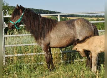 Islandpferd, Stute, 4 Jahre, 138 cm, Roan-Blue