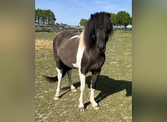 Islandpferd, Stute, 4 Jahre, 138 cm, Schecke