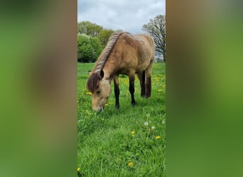Islandpferd, Stute, 4 Jahre, 138 cm