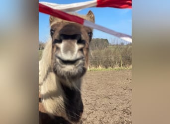 Islandpferd, Stute, 4 Jahre, 139 cm