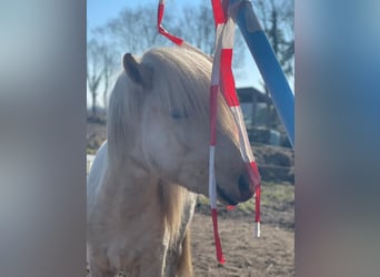 Islandpferd, Stute, 4 Jahre, 139 cm