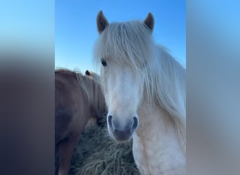 Islandpferd, Stute, 4 Jahre, 139 cm