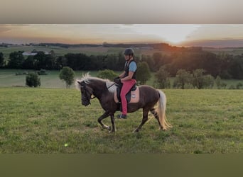 Islandpferd, Stute, 4 Jahre, 140 cm, Blauschimmel