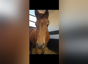 Islandpferd, Stute, 4 Jahre, 140 cm, Brauner