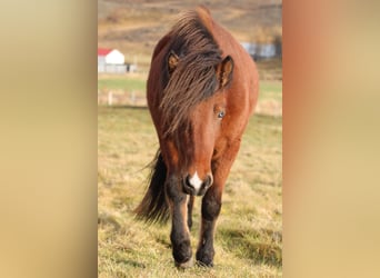 Islandpferd, Stute, 4 Jahre, 140 cm, Brauner