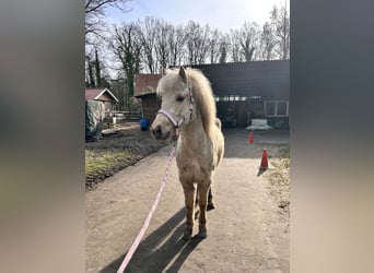 Islandpferd, Stute, 4 Jahre, 140 cm, Palomino