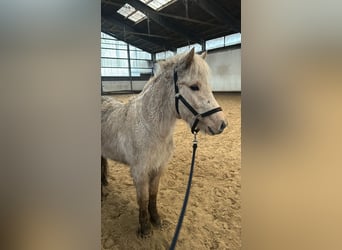 Islandpferd, Stute, 4 Jahre, 140 cm, Palomino