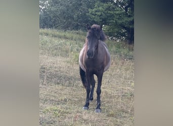 Islandpferd, Stute, 4 Jahre, 140 cm, Rappe