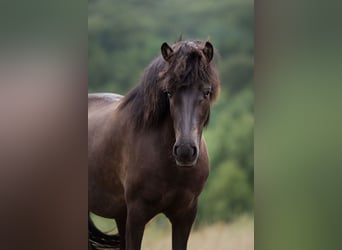 Islandpferd, Stute, 4 Jahre, 140 cm, Rappe